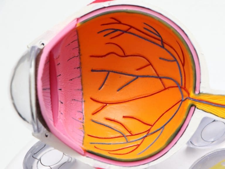 Modell eines menschlichen Auges