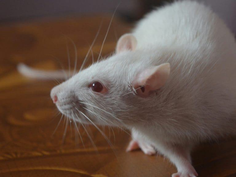 Weiße Laborratte